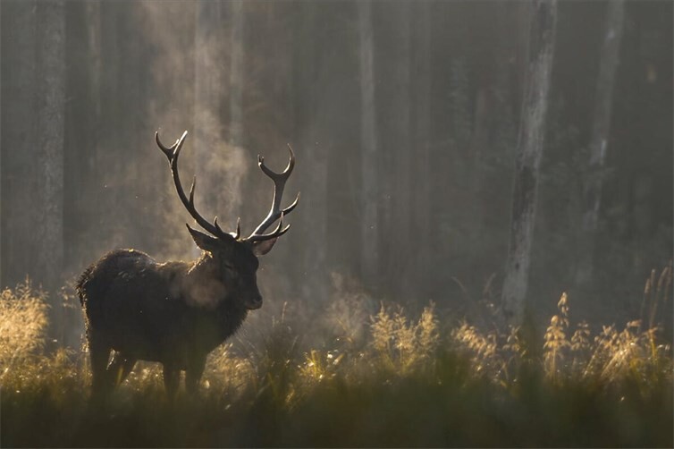 Ein prächtiger Hirsch im Wald