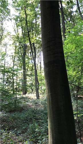 Ein prächtiges Waldbild mit Naturverjüngung kennzeichnet die nachhaltige Forstwirtschaft im Sinziger Stadtwald.