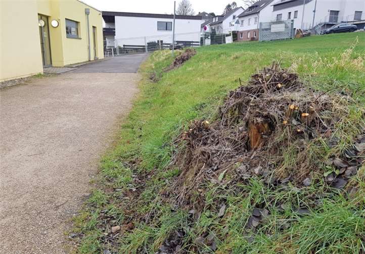 Ein radikaler Rückschnitt von naturnahen Sträuchern, wie hier in Niederbachem an der Schule, schadet der Natur, weil Wildbienen und –hummeln dringend auf Frühblüher angewiesen sind. Ein Appell an die Gemeinde zum Schutz der Pflanzen wurde erneut nicht berücksichtigt.Fotos: privat