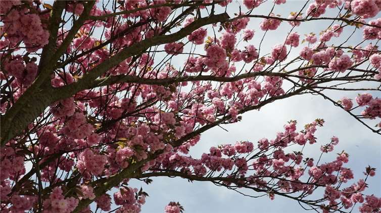 Ein rosanes Blütenmeer verzaubertjährlich im Frühjahr die Passanten.