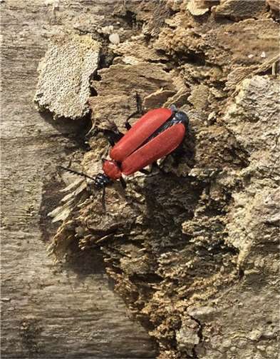 Ein scharlachroter Feuerkäfer im Bürgerpark .