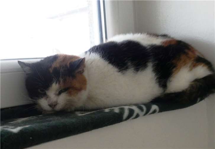 Ein schönes neues Zuhause für die letzten Jahre wünscht sich Henrike.Foto: privat