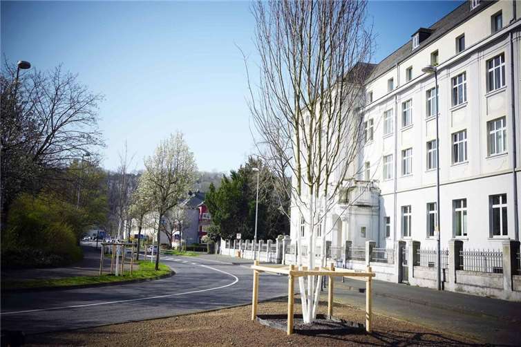 Ein stattlicher, mehrstämmiger Rotahorn wächst nun an der der Ecke zwischen Kardinal-Krementz-Straße und Waisenhausstraße. An den Straßen wurden sechs weitere Ahorn-Bäume gepflanzt, zu erkennen an den weißen Stämmen. Foto: Stadt Koblenz / Verena Groß