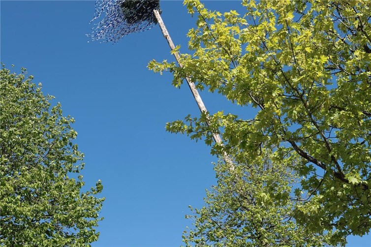 Ein stolzer Baum, rund 37 m hoch, mit geschmückter Krone in blau und weiß