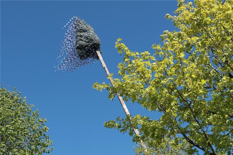 Ein stolzer Baum, rund 37 m hoch, mit geschmückter Krone in blau und weiß.