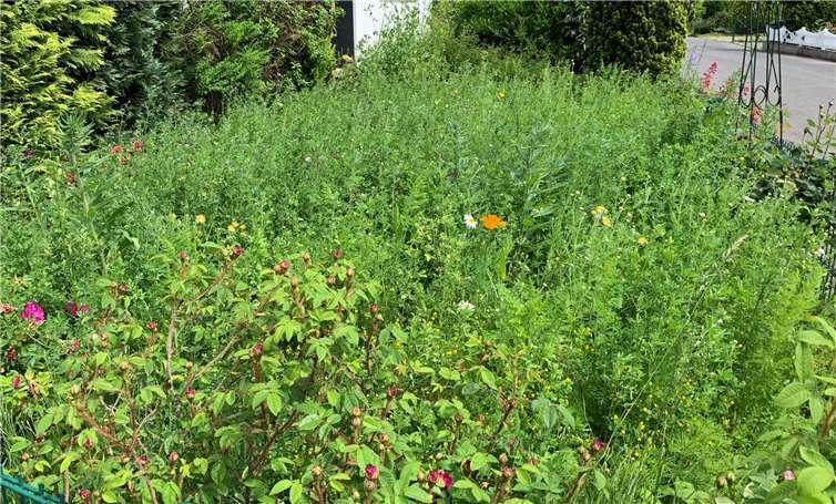 Ein toller Anblick der Blumenwiese der Familie Hummel. Foto: privat