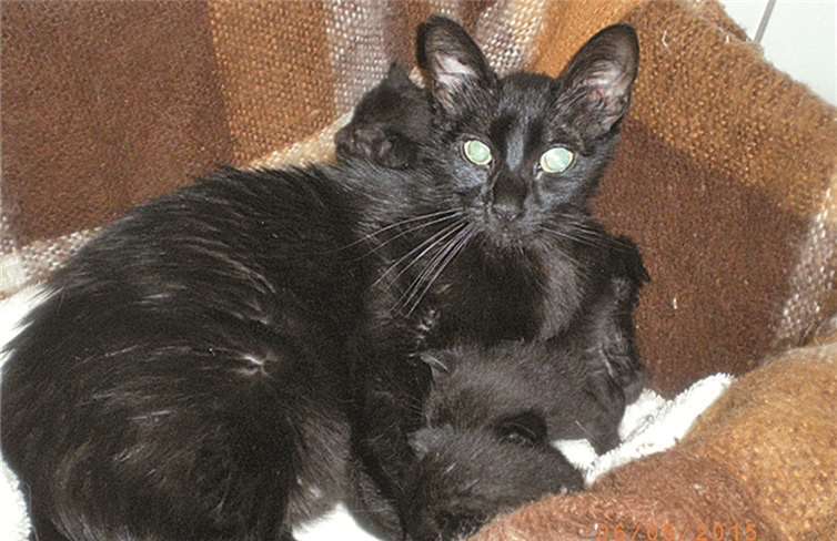 Ein trauriges Bild boten die Katzen, als sie gefunden wurden. privat