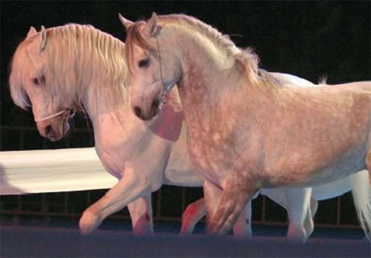 Ein umfangreiches Rahmenprogramm wird den Besuchern geboten. Fotos: CGM ARENA