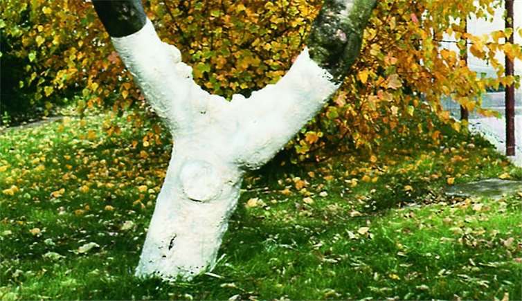 Ein ungewohnter Anblick, aber zum Nutzen der Bäume: Die Mitarbeiter des städtischen Bauhofs versehen die Stämme mit einem schützenden Kalkanstrich. Stadt Linz