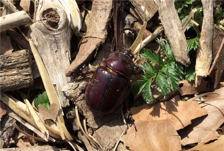 Ein weiblicher Nashornkäfer im Bürgerpark .
