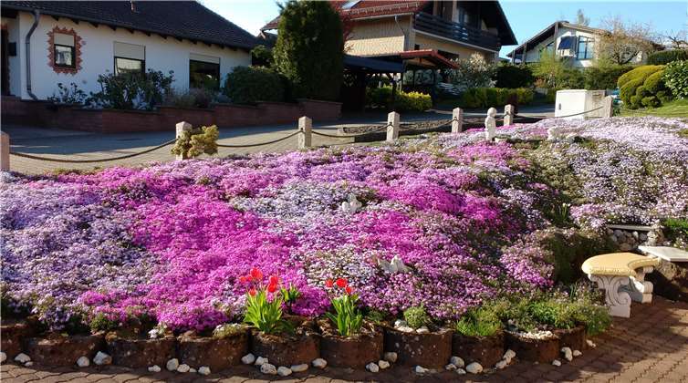 Ein wunderschönes Foto von ihrem sonnenüberfluteten Vorgarten schickte uns unsere Leserin Karin Klasen.Foto: Karin Klasen