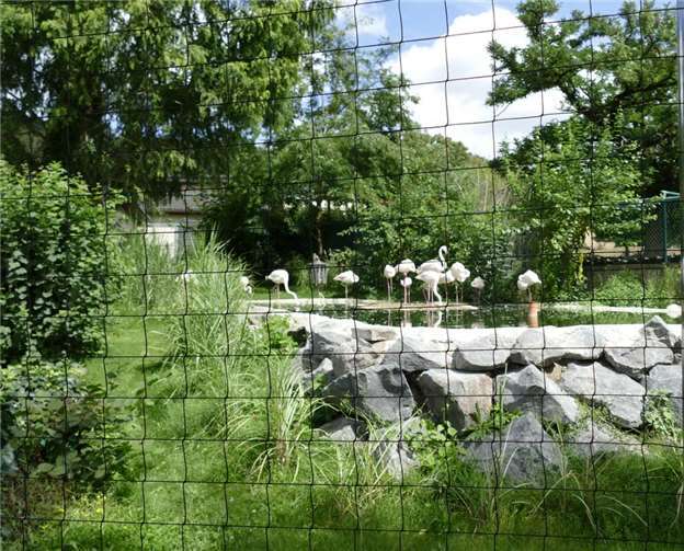 Ein zwei Meter hohes Kunststoffnetz oberhalb der Glasbalustrade umspannt das Gehege der Flamingos seit ein paar Wochen.Foto: Alexandra Japes