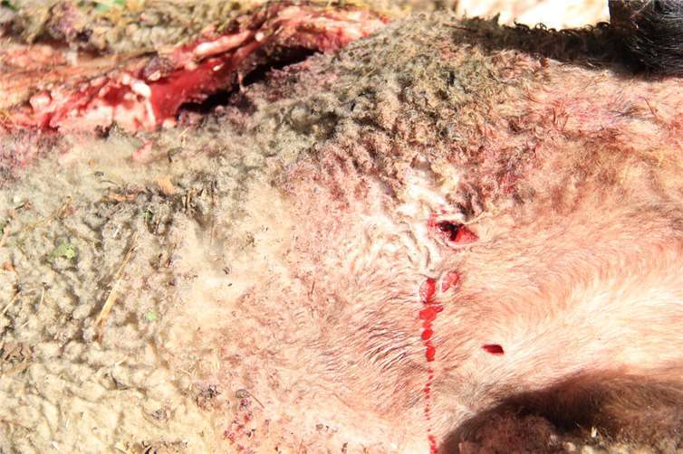 Nach mutmaßlichem Wolfsriss in Kempenich: Sachverständiger nimmt Proben zur eindeutigen Klärung Eindeutige Bissspuren deuten auf den Beutegreifer hin. Foto: GS