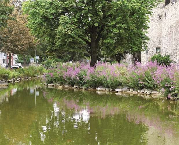 Eine Aufnahme vom Andernacher Teich ziert den Einband des Gedichtbandes. privat
