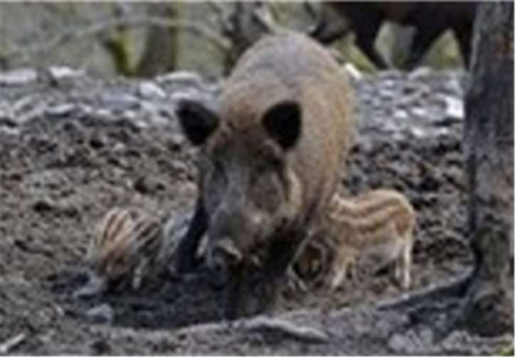 Eine Bache mit ihren Frischlingen. privat