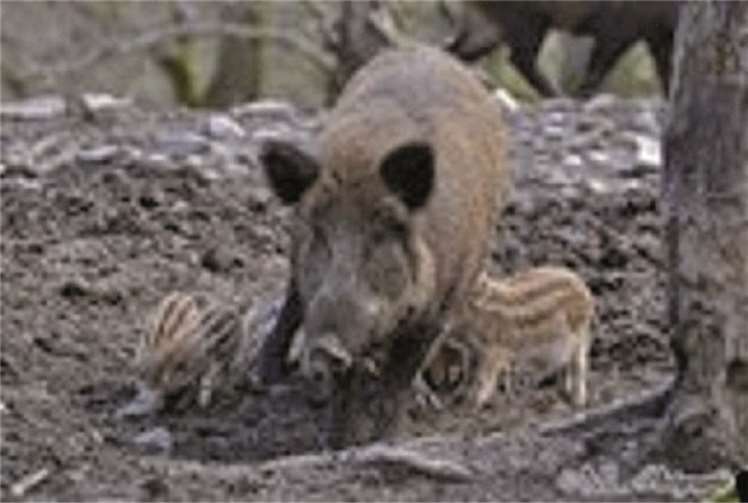 Eine Bache und ihre Frischlinge durchwühlen den Waldboden nach Essbarem. privat