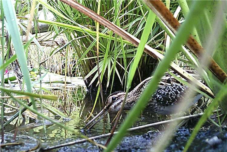 Eine Bekassine sucht im „dichten Halmdschungel“ an einem Teich im Naturschutzgarten Niederwerth nach Nahrung. „Das war damals noch kein optimaler Lebensraum für diese kostbare Vogelart.“ Fotos: Stefan Krumme