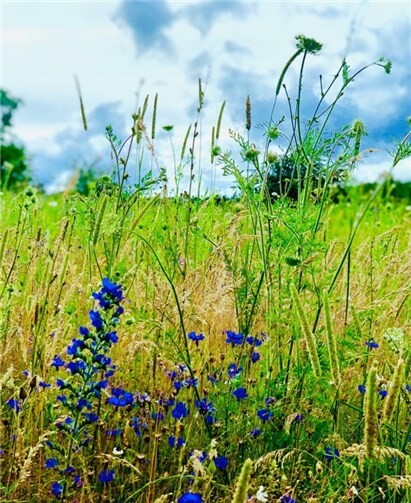 Eine Bienenweide.Quelle: Verkehrs- und Verschönerungsverein Urbach e.V.