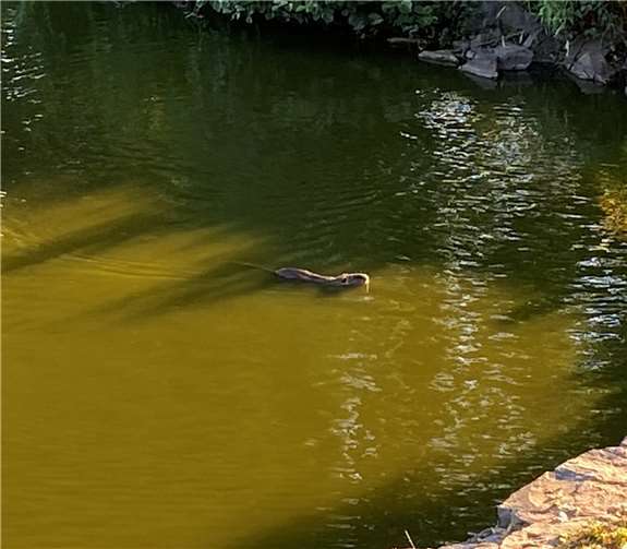 Eine Bisamratte im Waagweiher. Foto: privat