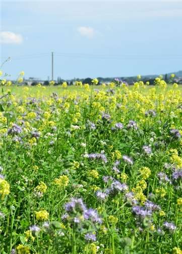 Eine Blühwiese sorgt für Artenvielfalt.Foto: privat