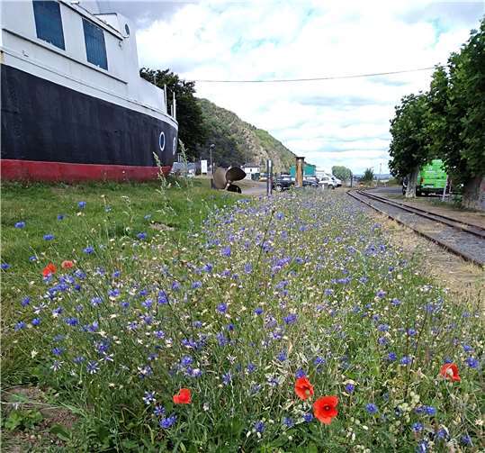 Eine Blühwiese wurde angelegt. Hier werden noch Paten gesucht.Fotos: Brohler Kulturverein „Aalschokker Katharina e. V.“