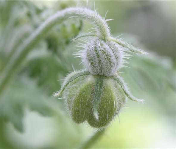 Eine Blütenknospe der Blumennessel Blumenbachia insignis. Deutlich sind die langen Brennhaare auf der jungen Frucht und den Blütenblättern zu erkennen.M. Weigend/Uni Bonn