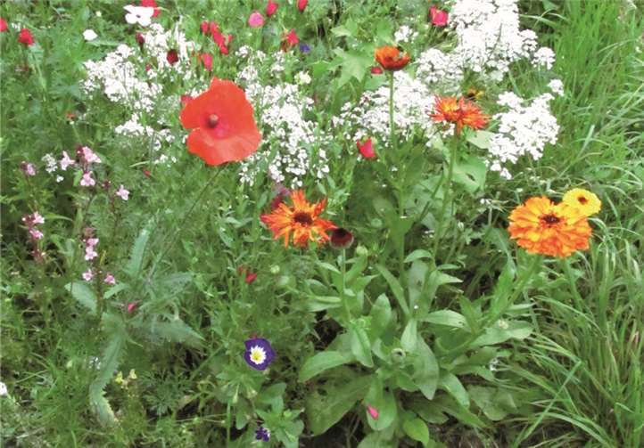 Eine Blumenwiese ist die