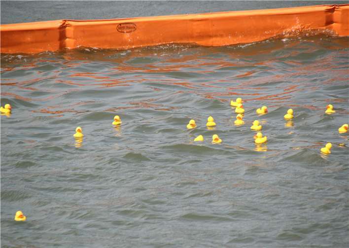Eine Entenschhar: Das Hauptfeld rückt an.
