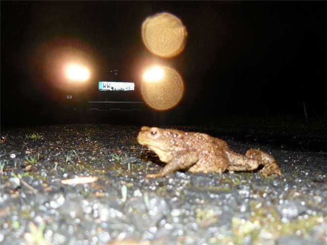 Eine Erdkröte beim gefährlichen Überqueren der Fahrbahn. Foto: © SGD Nord