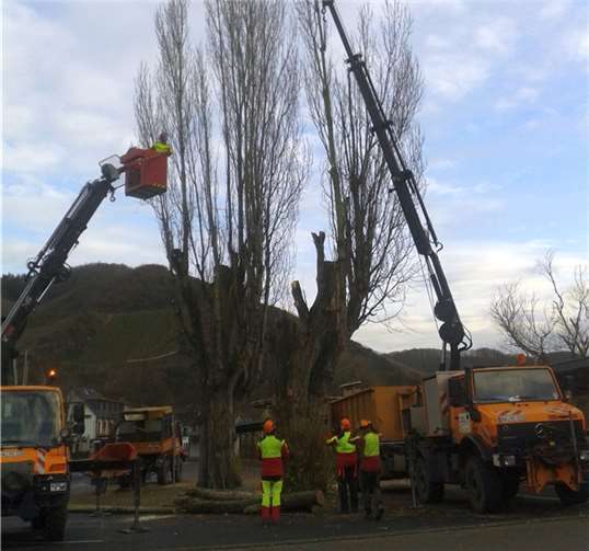 Eine Fachfirma fällte die beiden Pappeln. -wite-