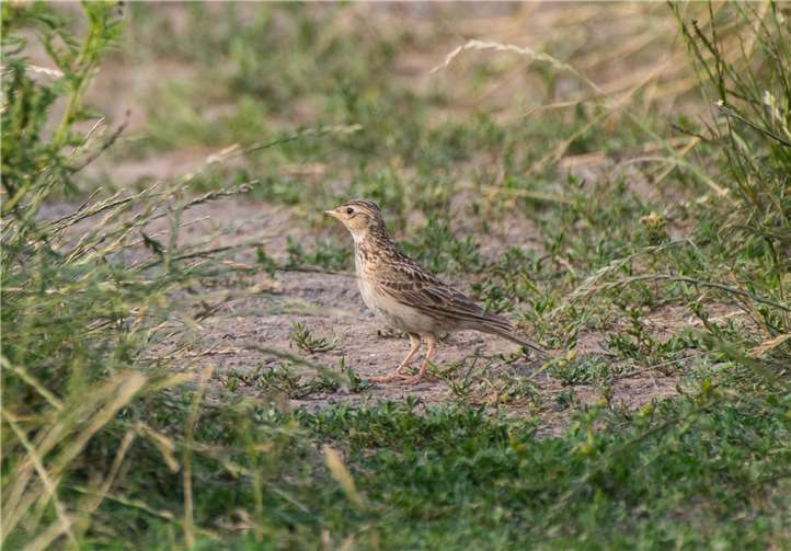 Eine Feldlerche ist kaum noch zu hören im Westerwald.