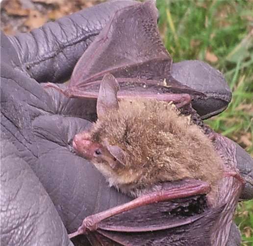 Eine Fledermaus zum Größenvergleich auf der Hand. privat