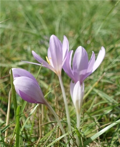 Eine Herbstzeitlose.Rhein-Sieg-Kreis