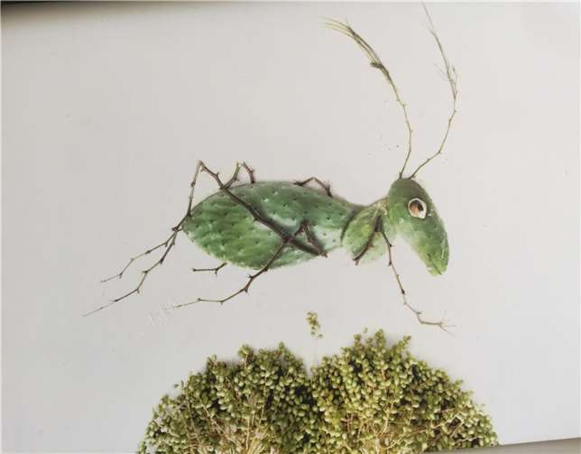 Eine Heuschrecke von Sybilla Busch. Foto: privat