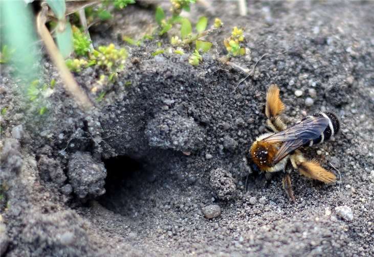 Eine Hosenbiene (Dasypoda hirtipes) hat ihren Lebensraum in sandigen Böden, Erdspalten und Uferböschungen. Sie ist auf Korbblütler, wie die Ackerdistel oder das Habichtskraut, spezialisiert. Sowohl das Insekt, als auch seine Nahrungsquellen sind von der Dezimierung der Artenvielfalt dramatisch bedroht.Foto: privat