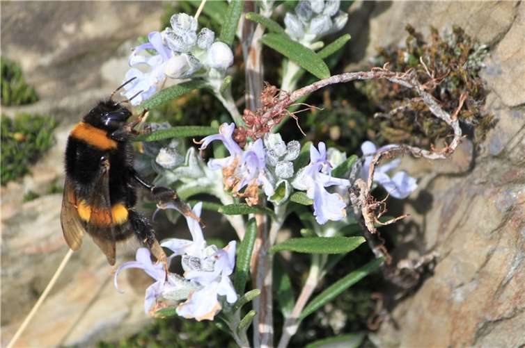 Eine Hummel an blühendem Rosmarin. Quelle: Lehmer Razejunge