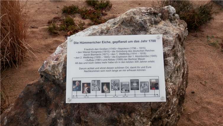 Eine Infotafel macht neuerdings auf die über 300 Jahre alte Eiche am Ortseingang von Hümmerich aufmerksam. privat
