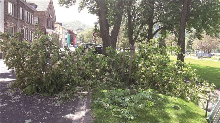 Eine Kastanie und zwei Nussbäumen müssen gefällt werden. Die Kastanie wurde unlängst beim Sturm beschädigt. privat