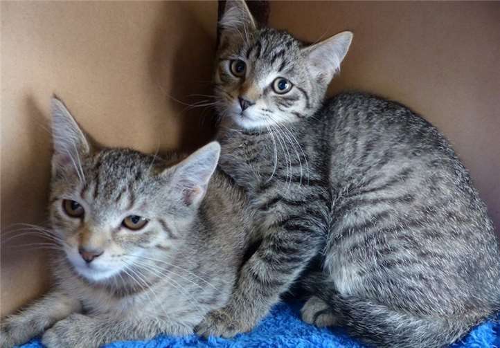 Eine Kastration klingt im ersten Moment schrecklich - ist aber der einzige Weg, Katzen eine Lebensgrundlage zu sichern. privat