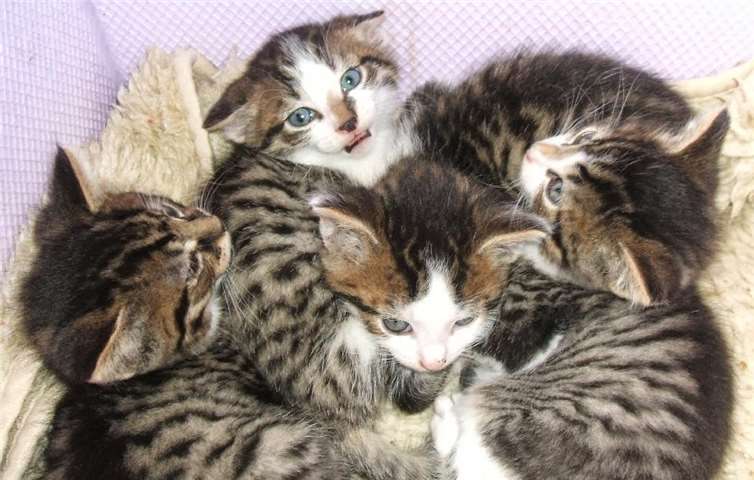 Eine Kastration vermeidet die unkontrollierte Vermehrung von Katzen.privat