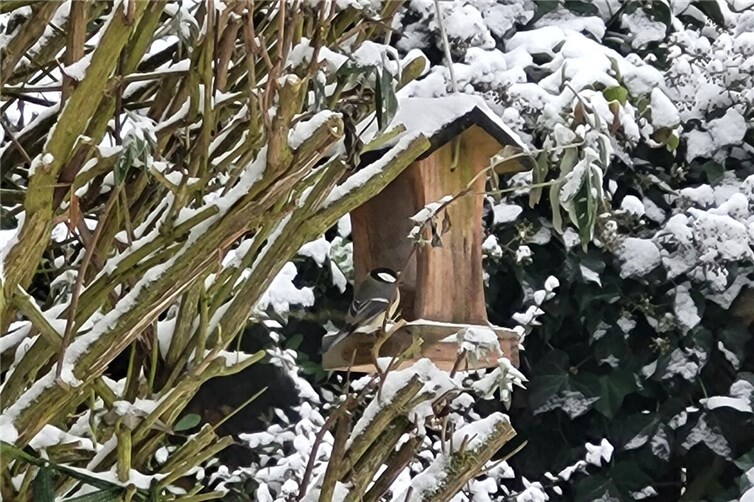 Eine Kohlmeise am Futterhaus.Foto: Tierschutz Siebengebirge