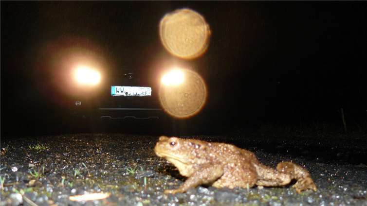 Eine Kröte überquert eine befahrene Straße.Foto: SGD Nord / Stefan Backes