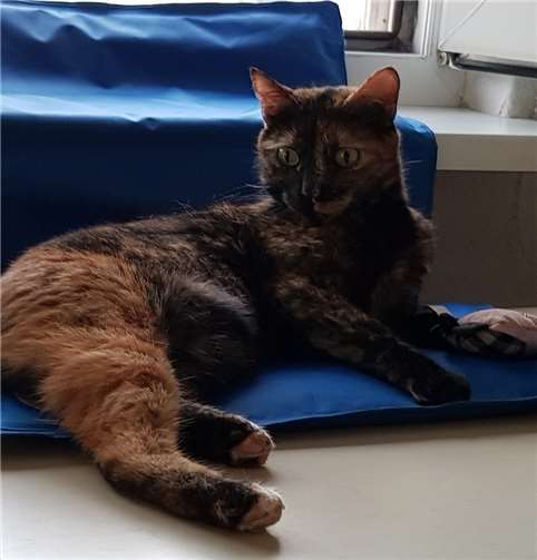 Eine Kühlmatte kann bei hohen Temperaturen helfen.Quelle: Tierschutz Siebengebirge