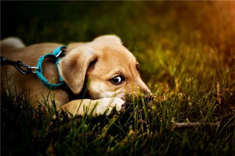 Eine Leinenpflicht für Hunde ist ein vieldiskutiertes Thema.  Foto: pixabay.com