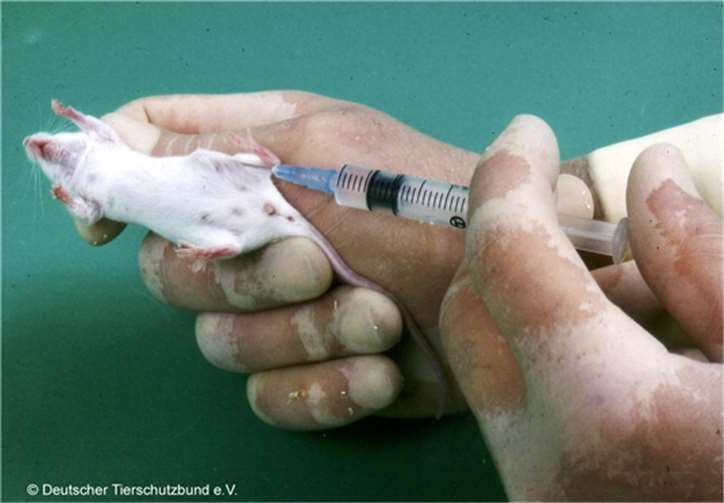 Eine Maus im Tierversuch. © Deutscher Tierschutzbund e.V.