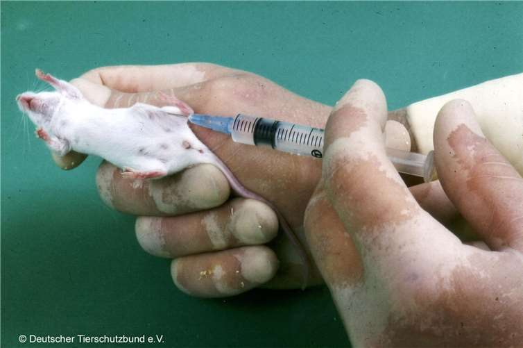 Eine Maus im Tierversuch. Foto: © Deutscher Tierschutzbund e.V.