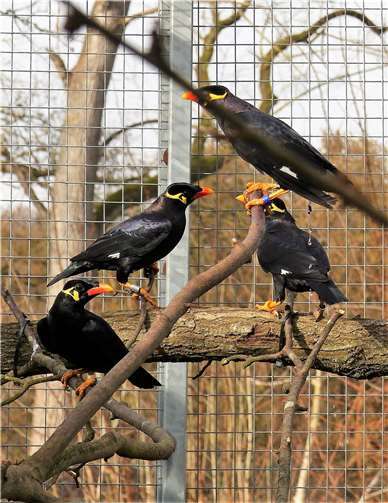 Eine Mittelbeo-Gruppe. Foto: Alexandra Japes