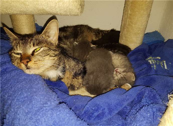 Eine Mutterkatze mit ihren kleinen Kitten wurde dem Tierschutz-Siebengebirge übergeben. Foto: privat