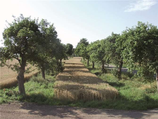 Eine Obstwiese mit Getreide bepflanzt. privat