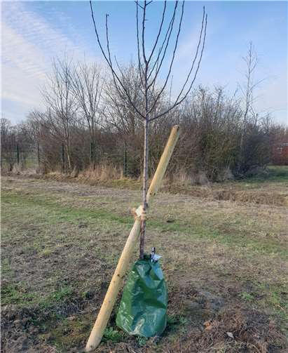 Eine Patenschaft ist kostenlos und kann jederzeit beendet werden. Foto: CDU Rheinbach